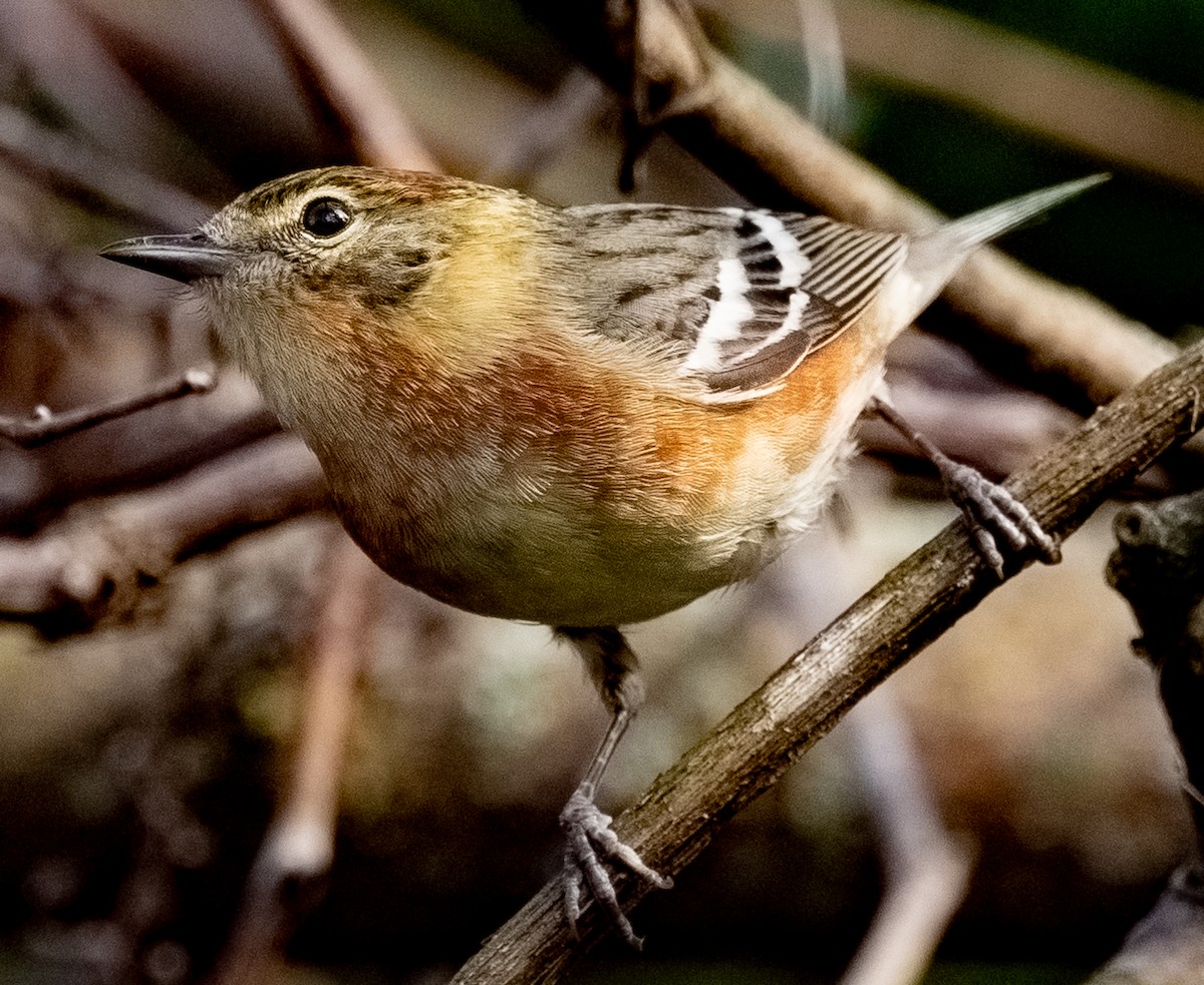 Bay-breasted Warbler - ML619455707