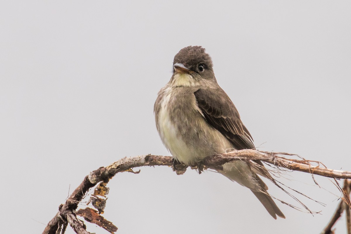 Northern Rough-winged Swallow - ML619455716