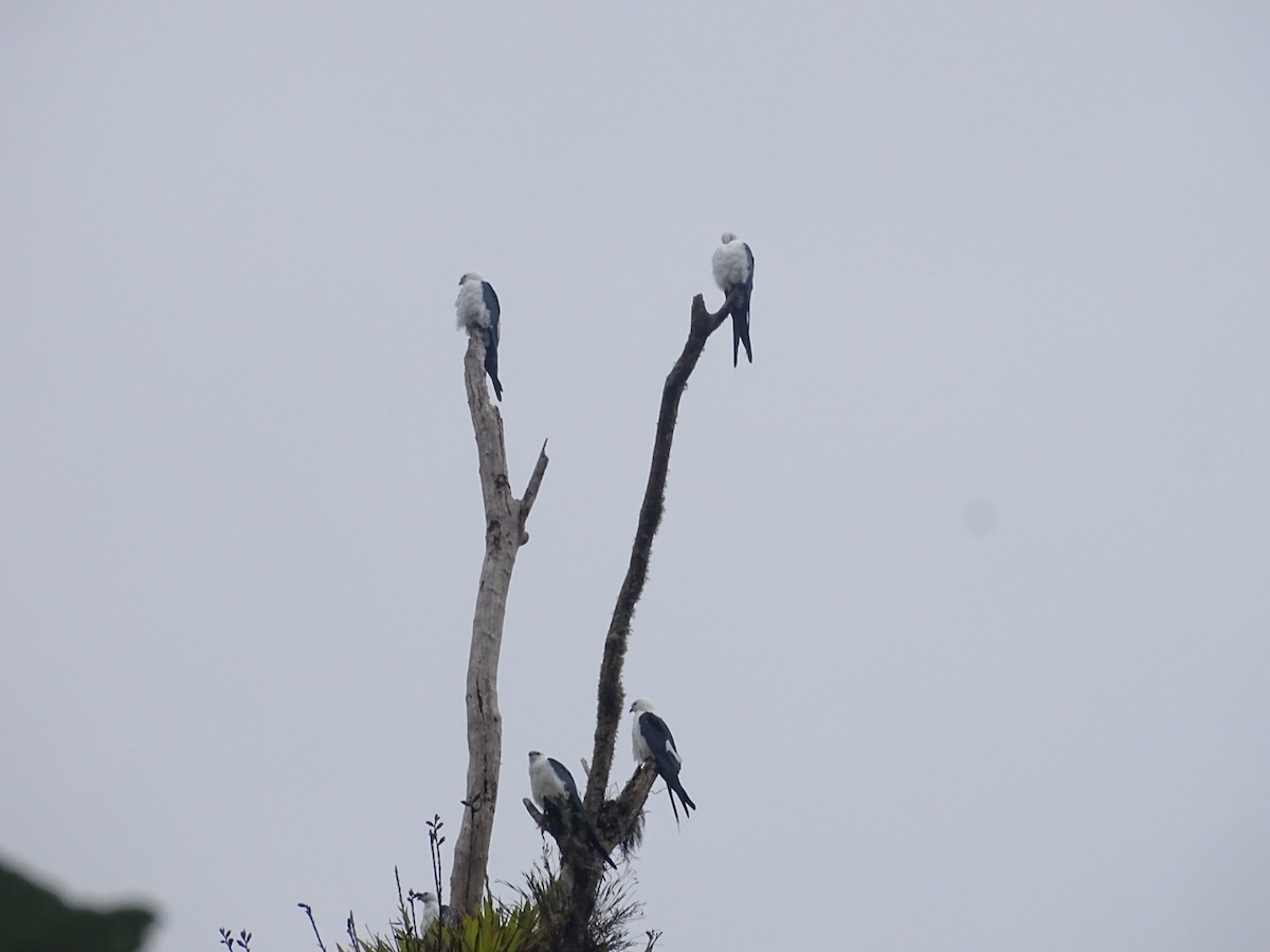 Swallow-tailed Kite - ML619455735