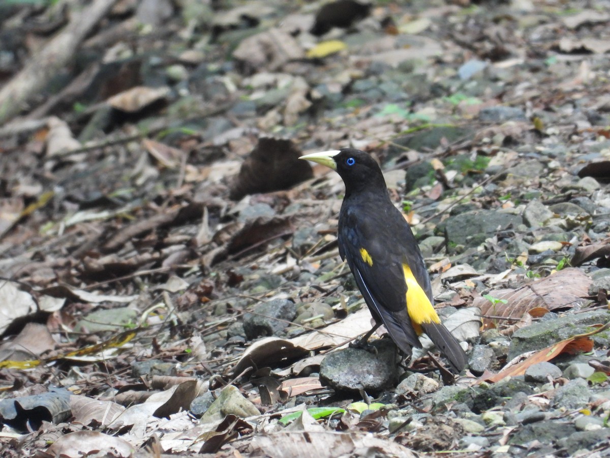 Yellow-rumped Cacique - ML619455831