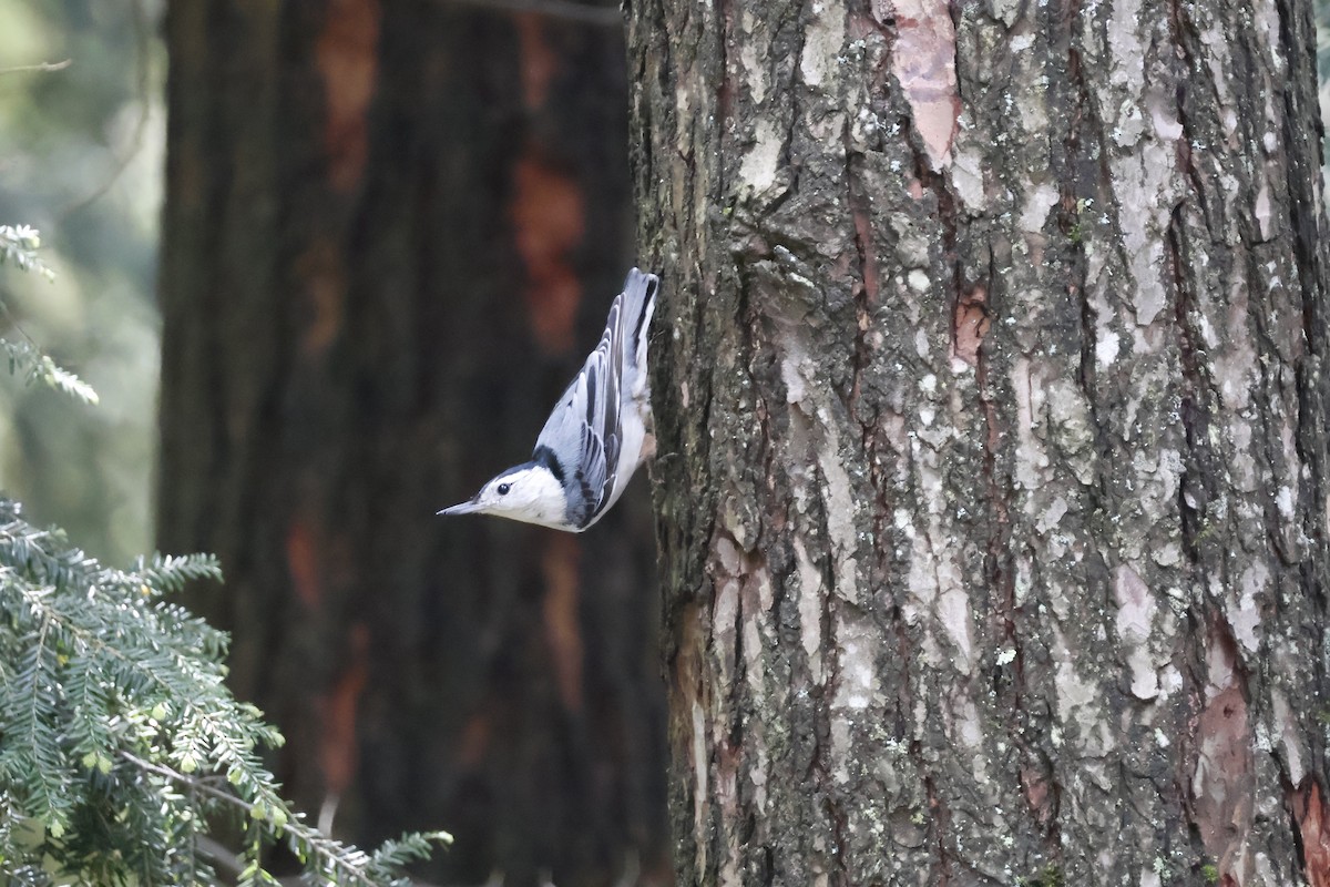White-breasted Nuthatch - ML619455871