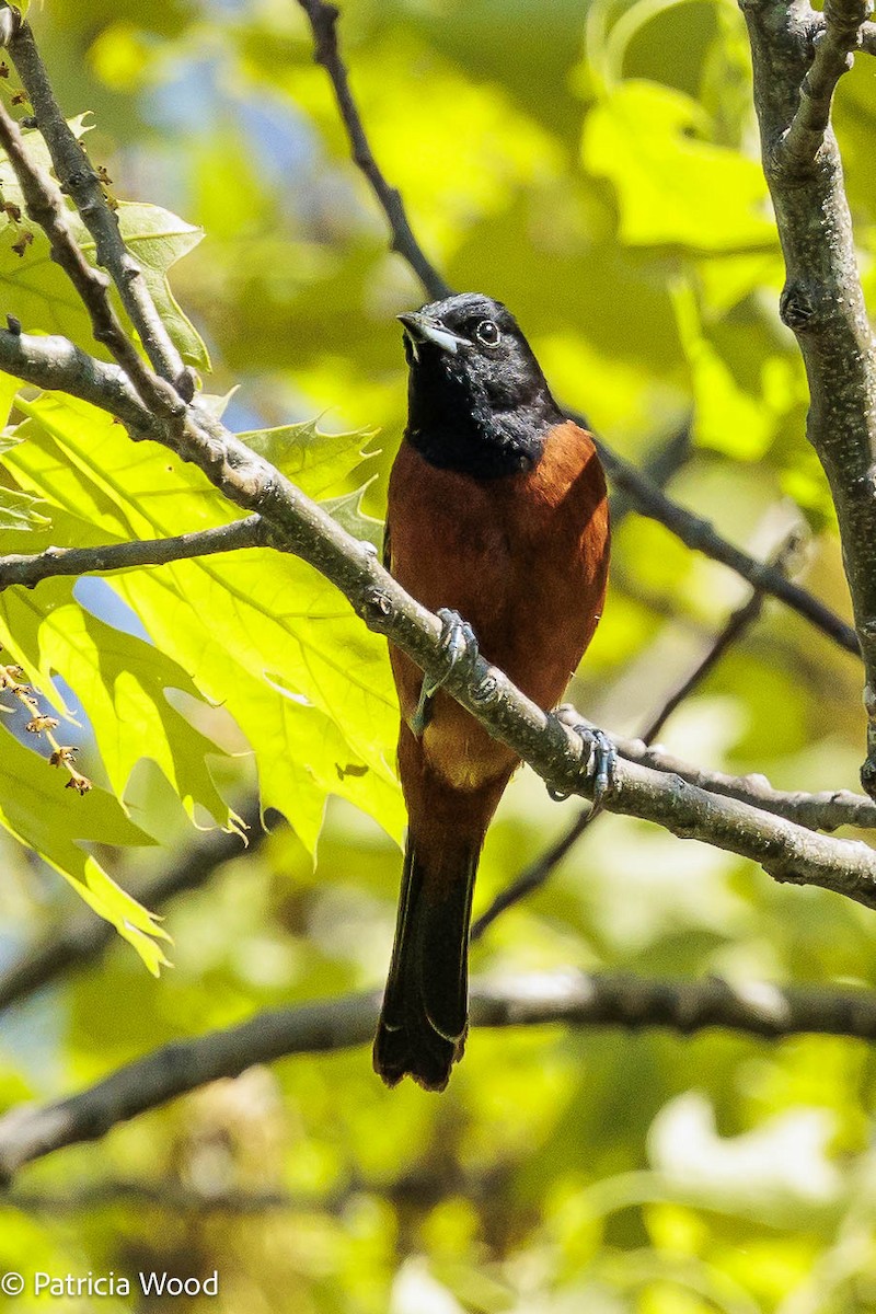 Orchard Oriole - ML619455879