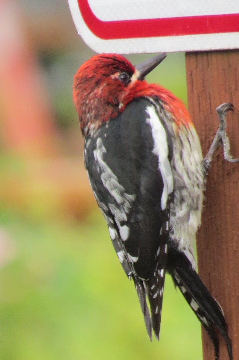 Red-breasted Sapsucker - ML619455885