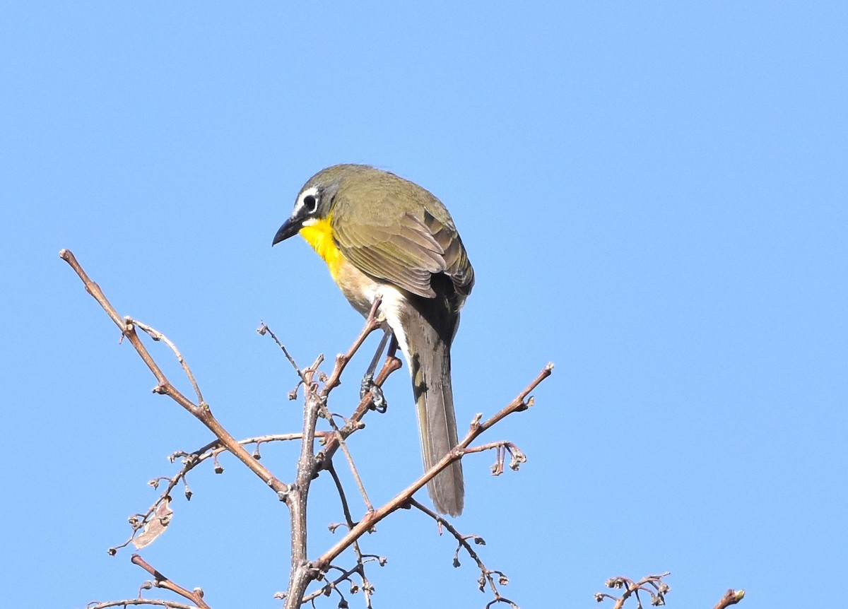 Yellow-breasted Chat - ML619455895