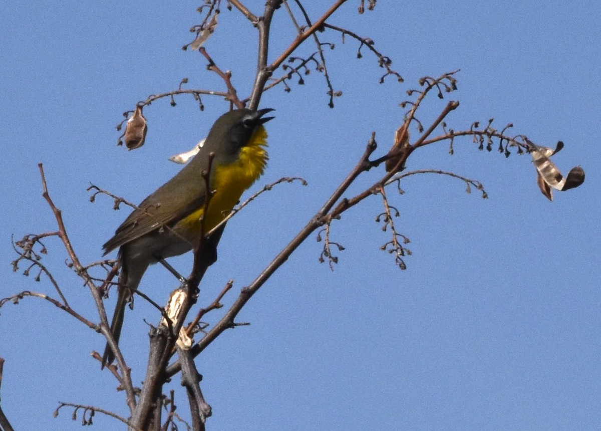 Yellow-breasted Chat - ML619455899