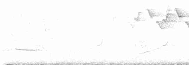 lesňáček černobílý - ML619455921