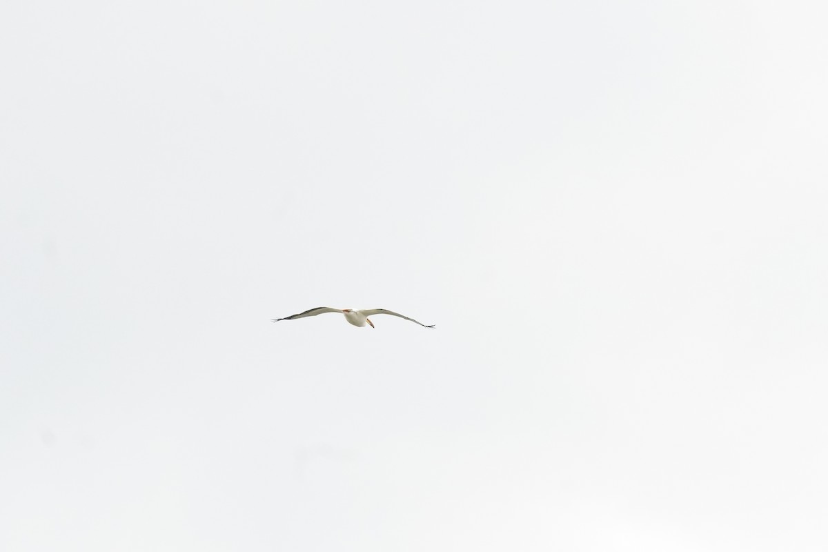 American White Pelican - ML619455926