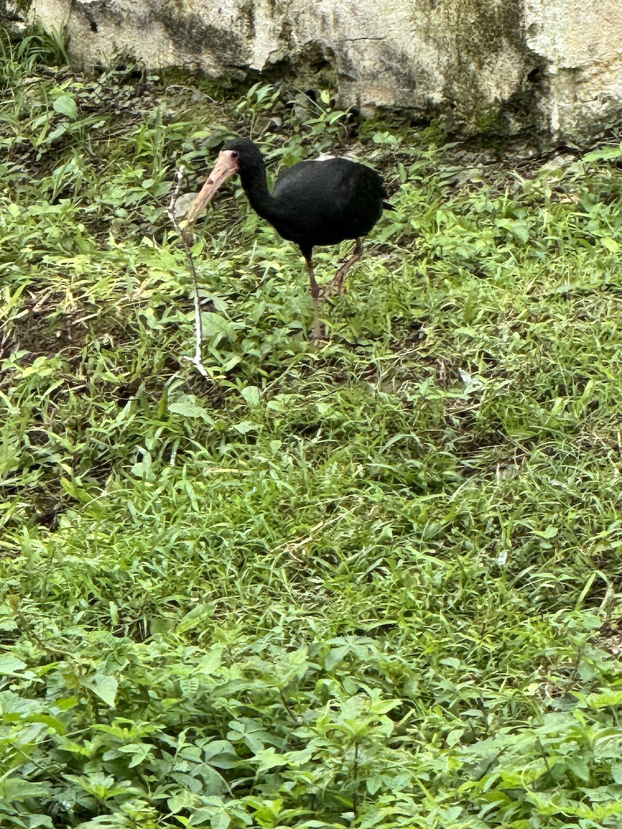 ibis tmavý - ML619455963