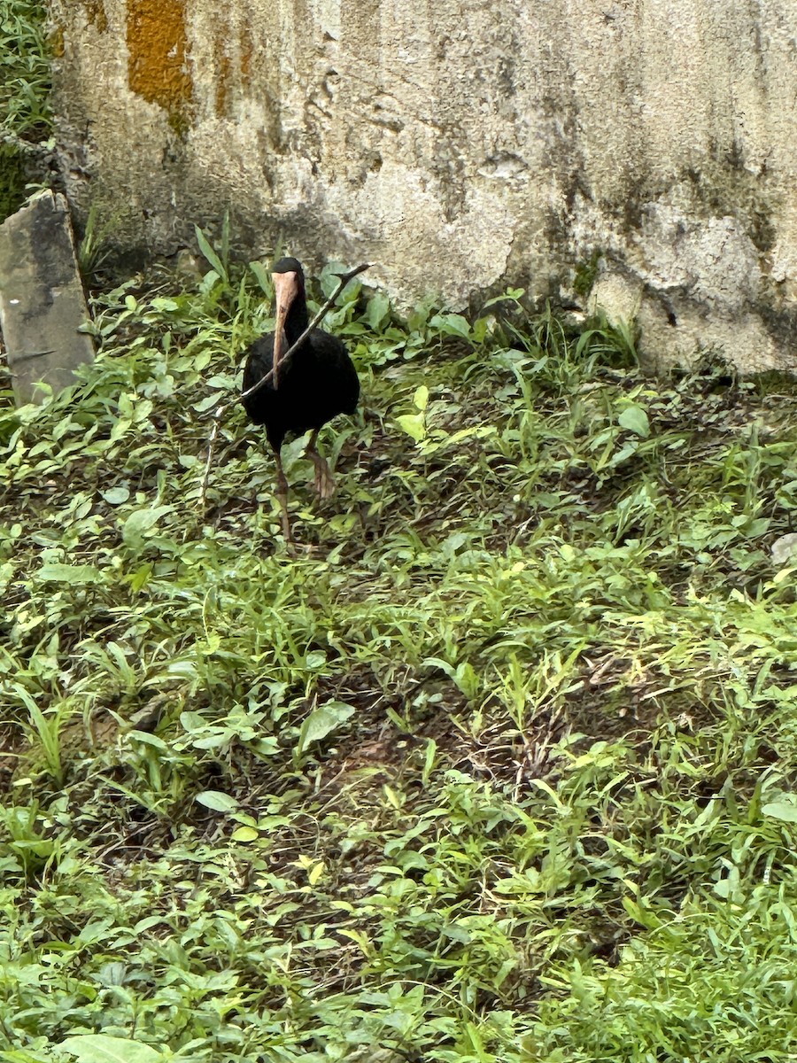 ibis tmavý - ML619455965