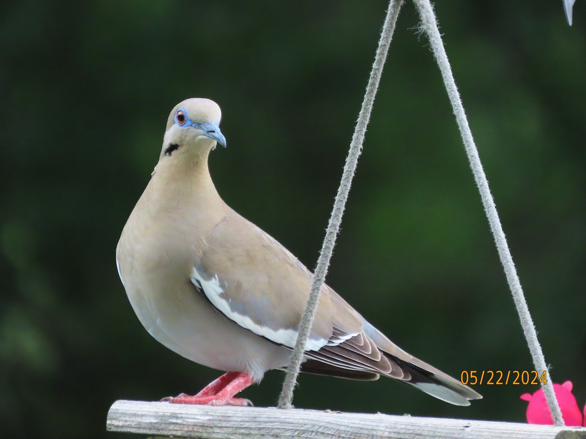White-winged Dove - ML619456073