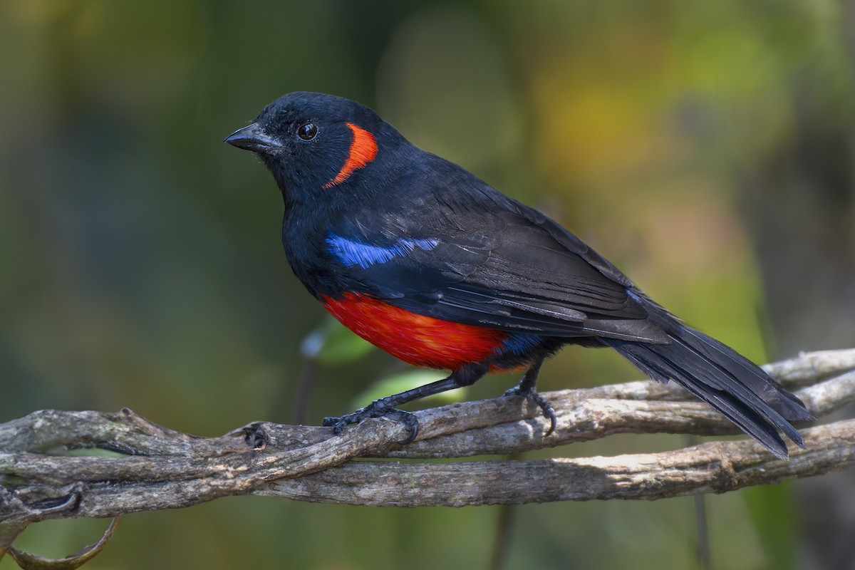 Scarlet-bellied Mountain Tanager - ML619456078