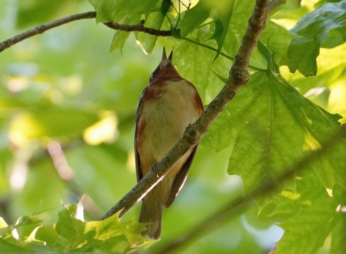 Bay-breasted Warbler - ML619456168