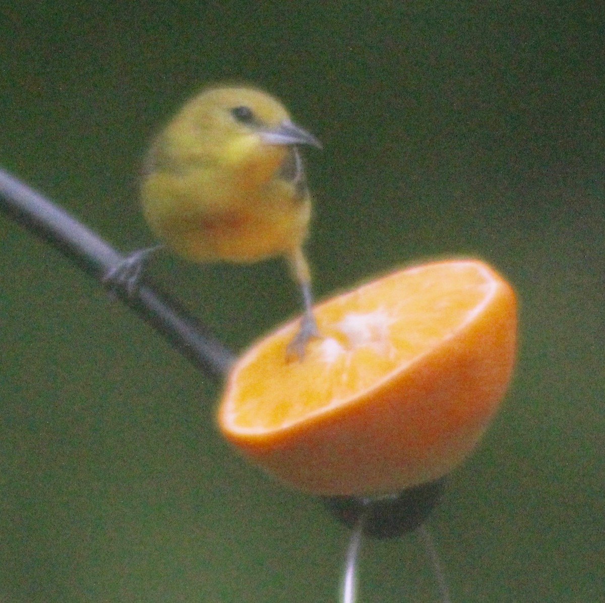 Orchard Oriole - ML619456177