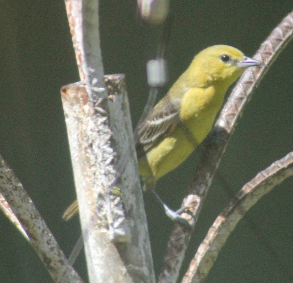 Orchard Oriole - ML619456249
