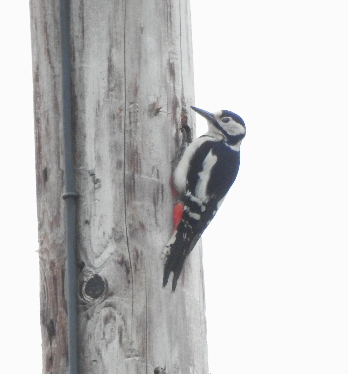 Great Spotted Woodpecker - ML619456288
