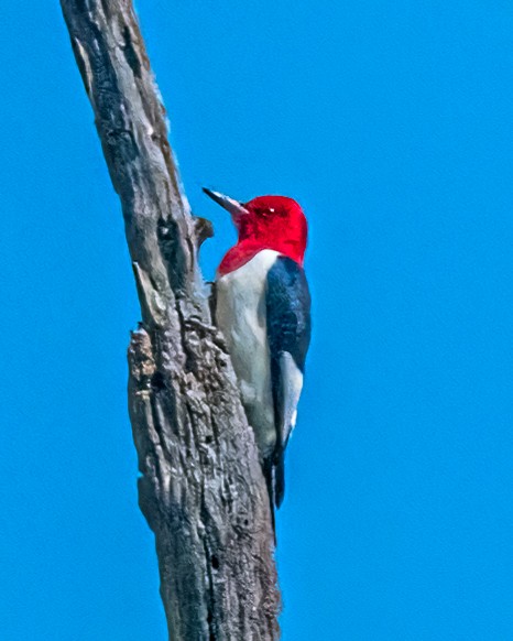 Red-headed Woodpecker - ML619456304