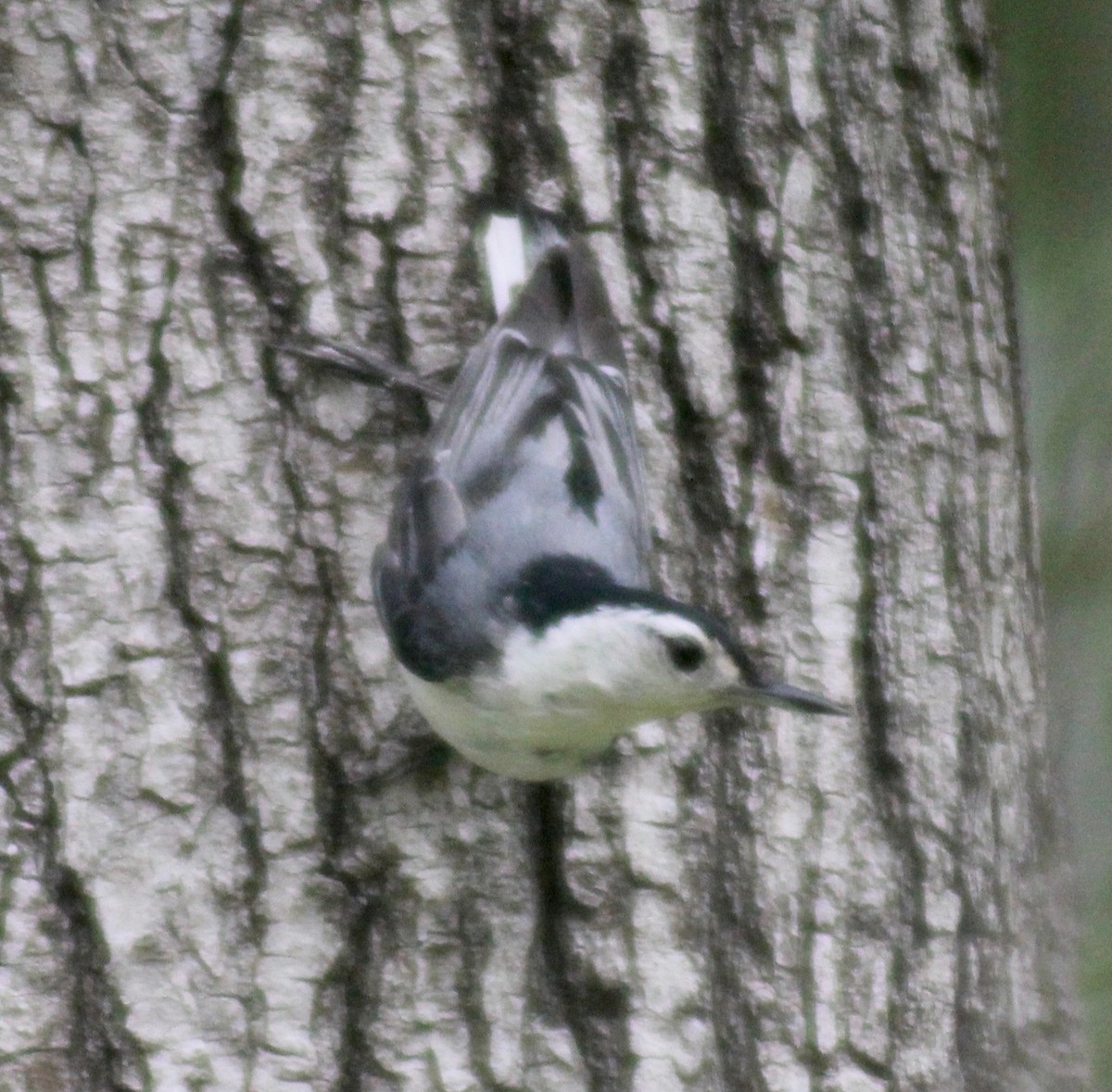 White-breasted Nuthatch - ML619456332