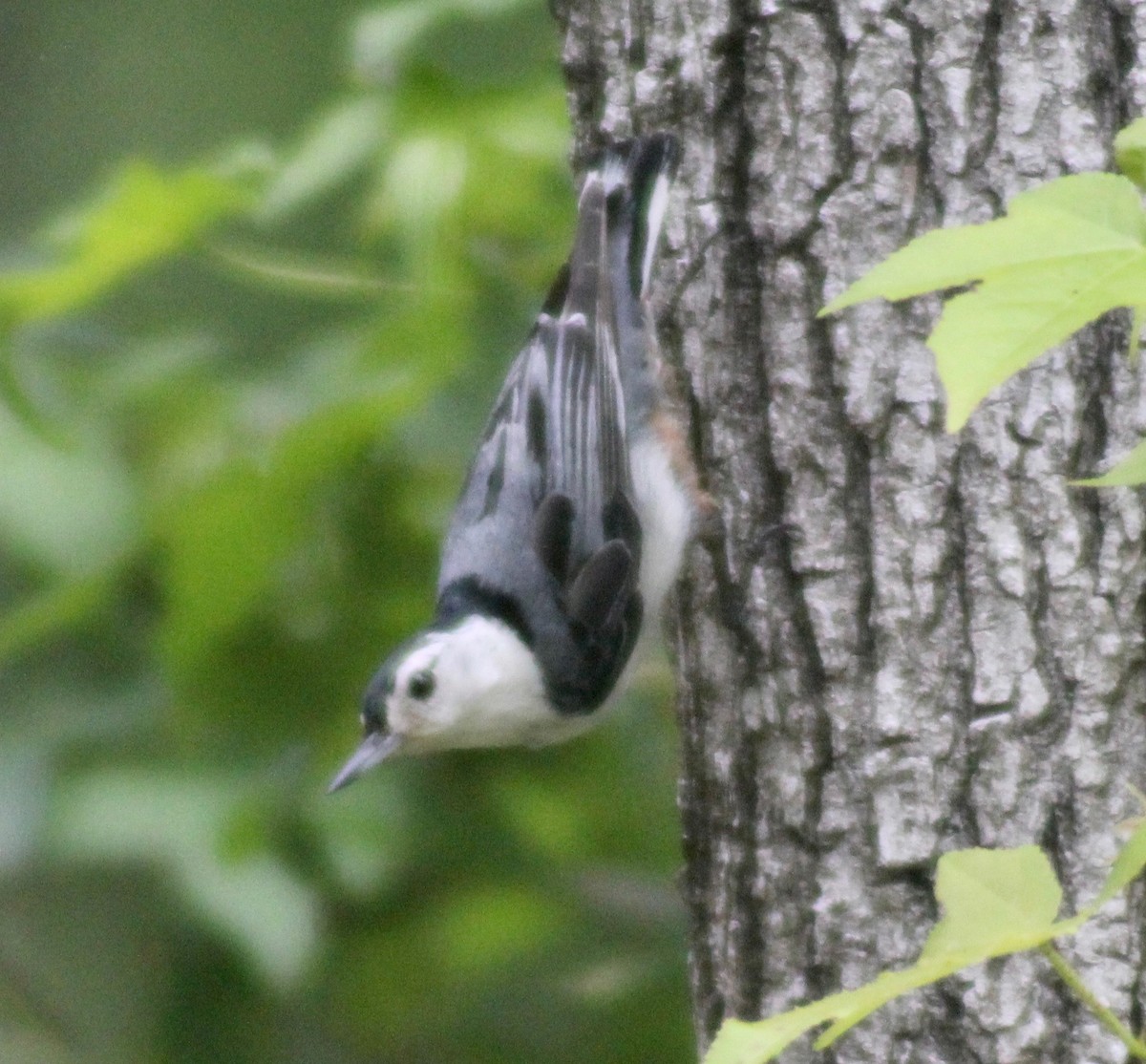White-breasted Nuthatch - ML619456334