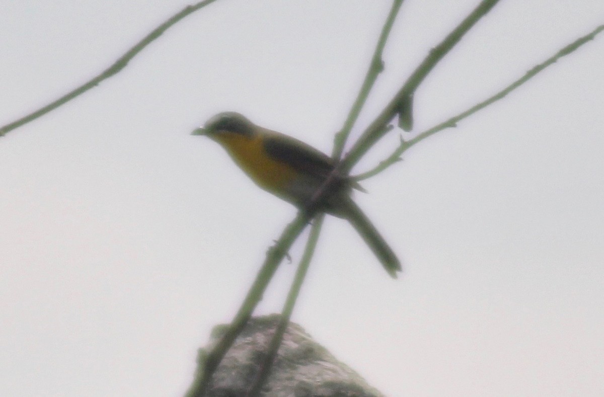 Yellow-breasted Chat - ML619456352