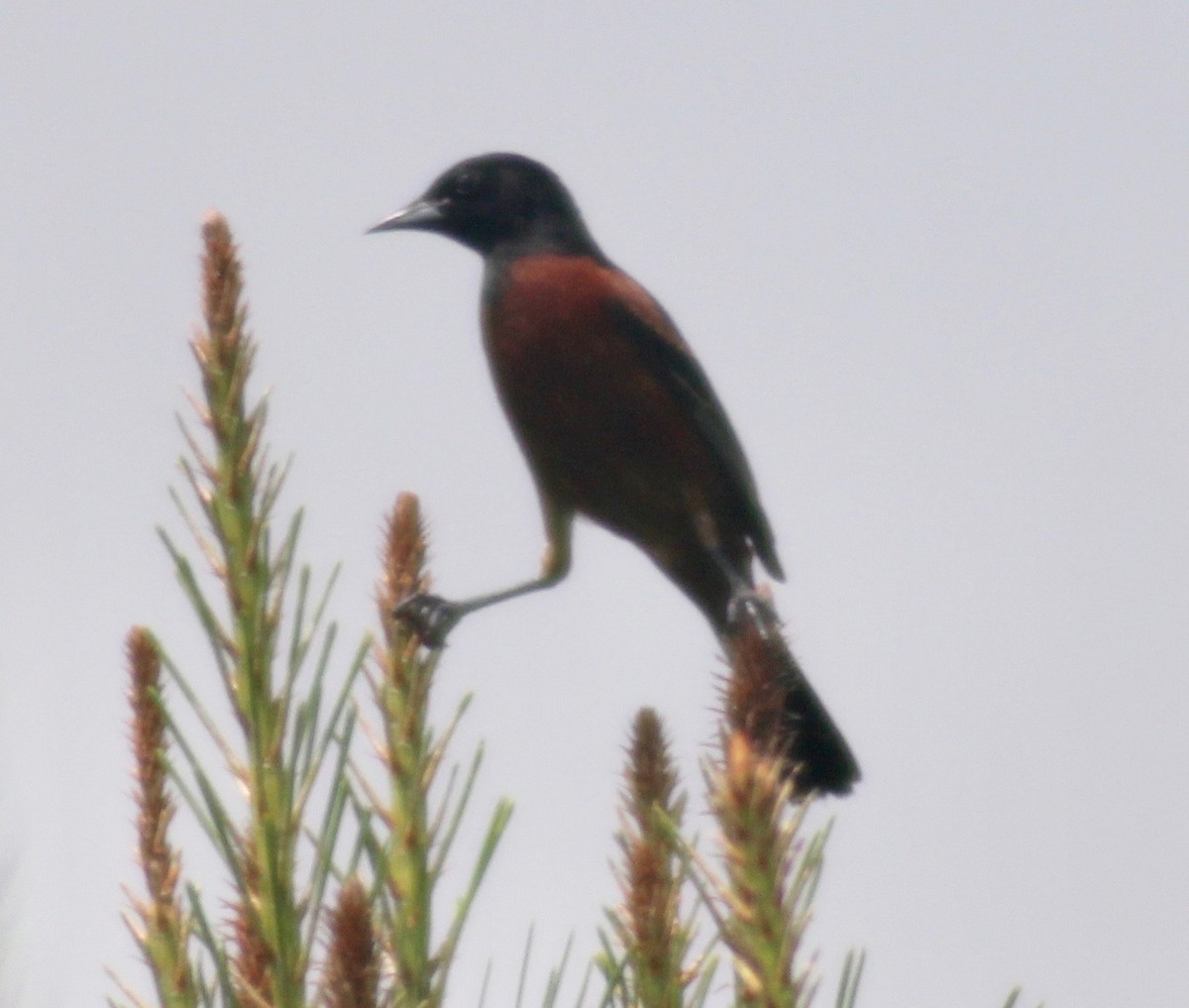 Orchard Oriole - ML619456363
