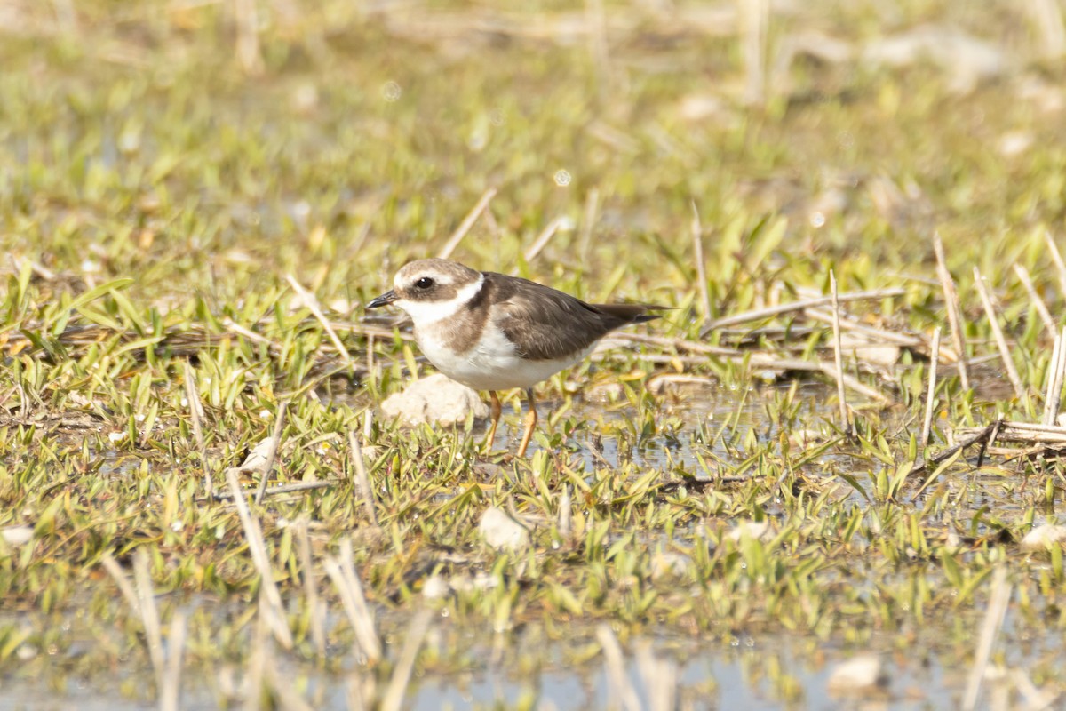 Common Ringed Plover - ML619456399