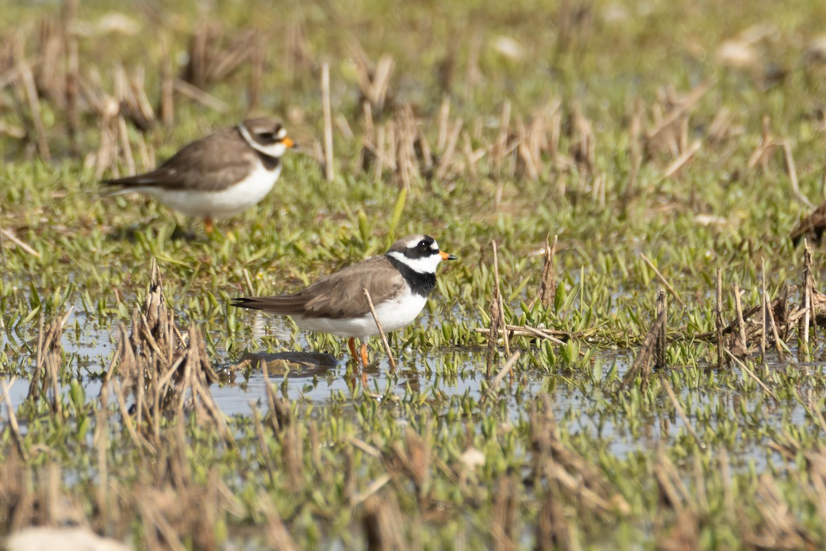 Common Ringed Plover - ML619456400