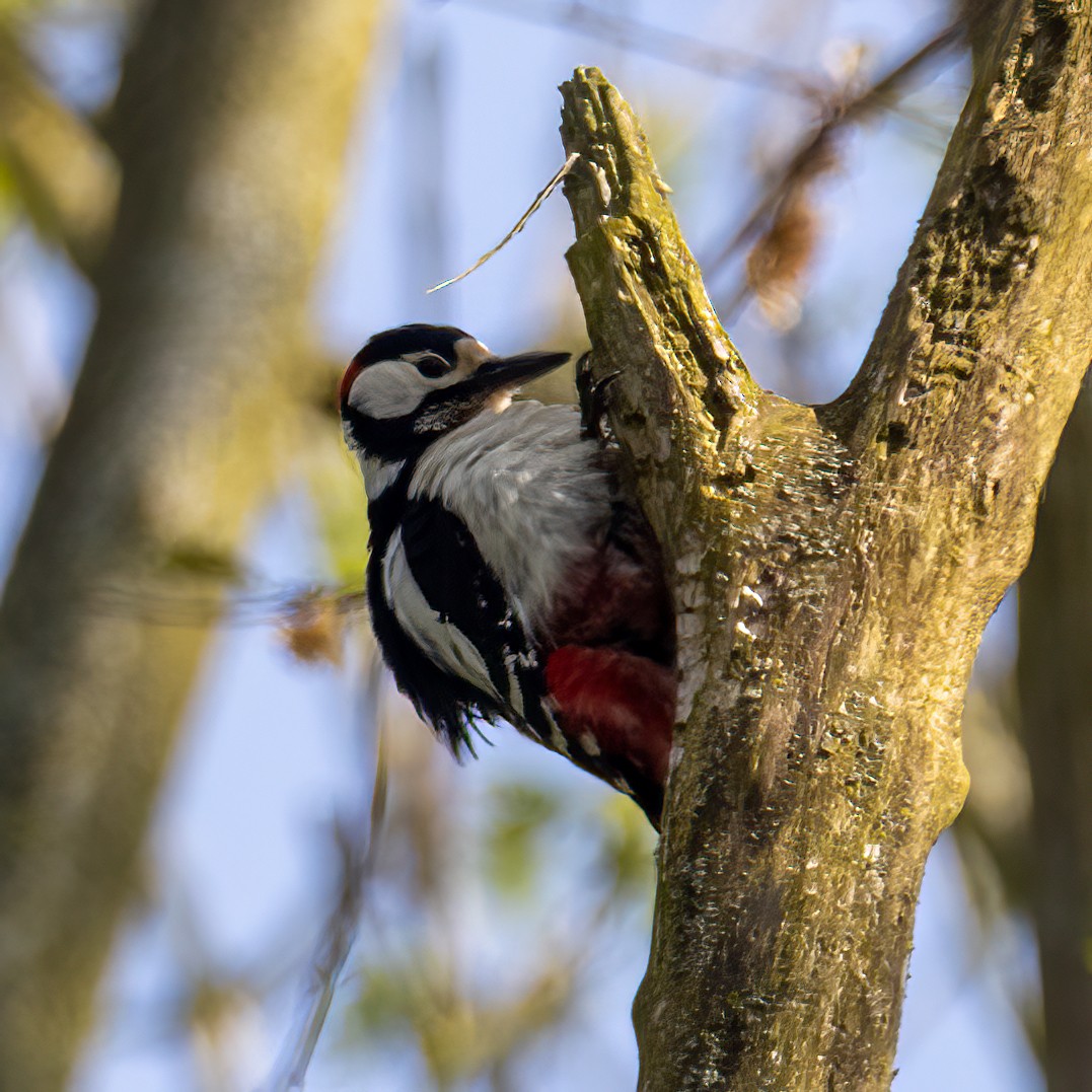 Great Spotted Woodpecker - ML619456426