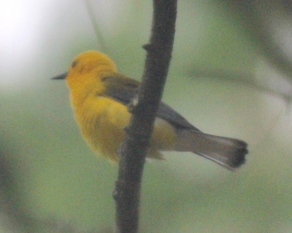 Prothonotary Warbler - ML619456476