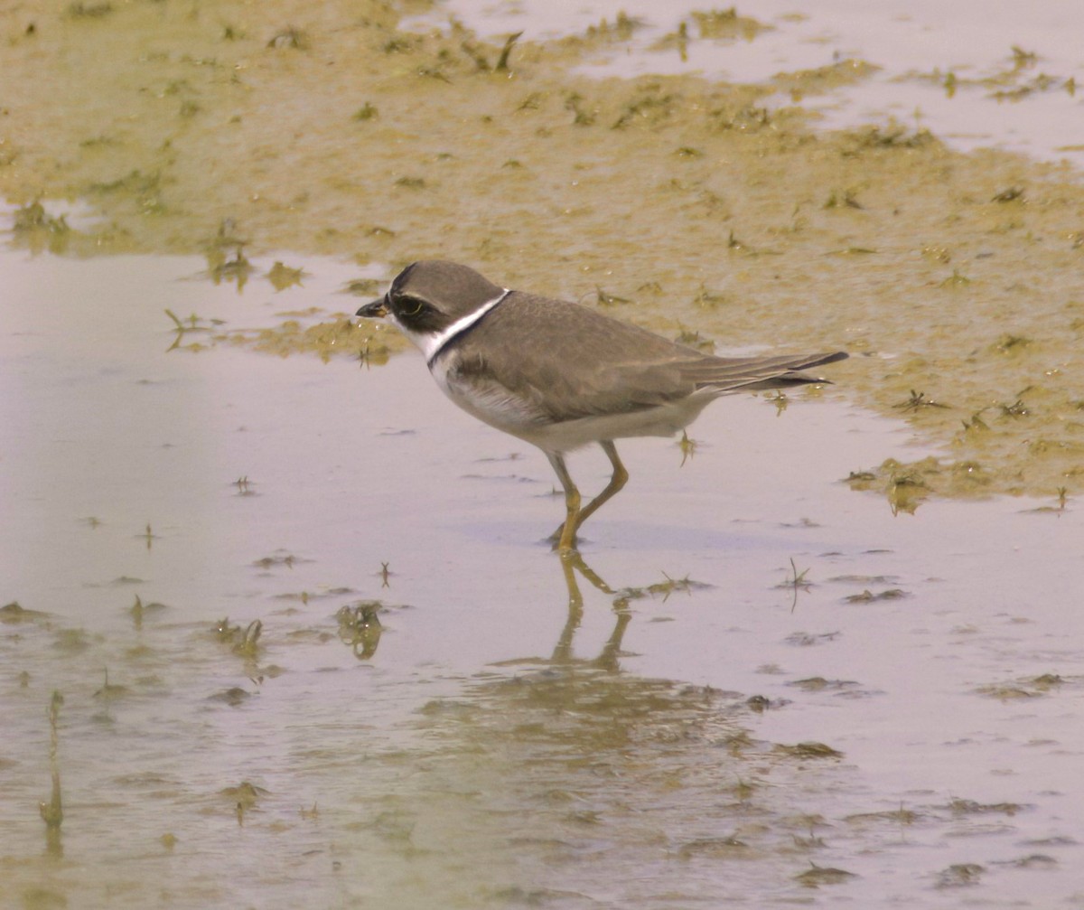 Semipalmated Plover - ML619456479