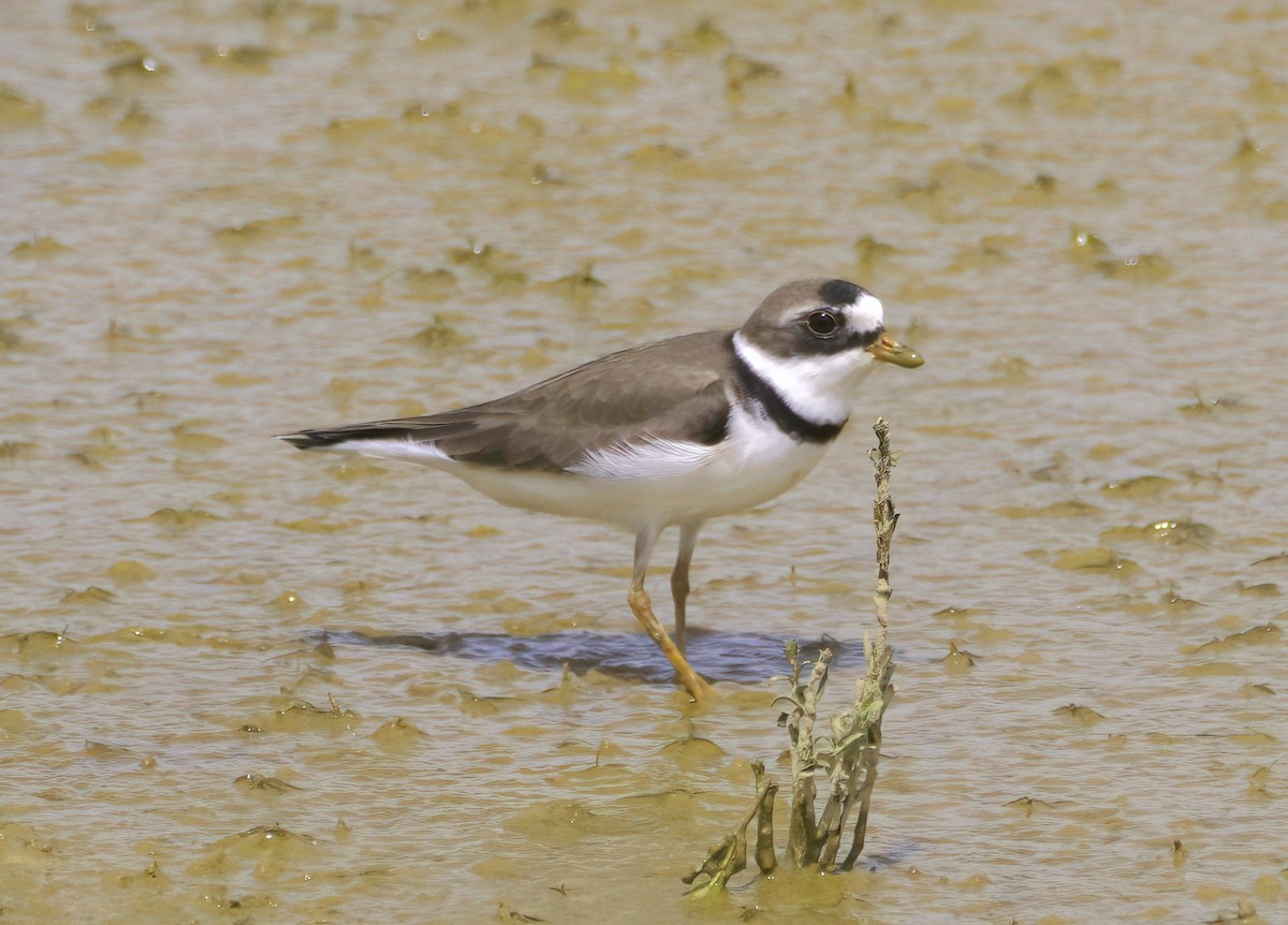 Semipalmated Plover - ML619456480