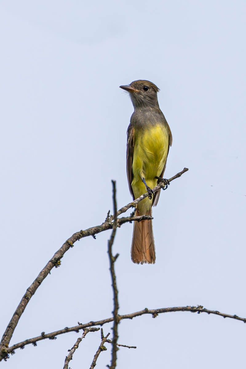 Great Crested Flycatcher - ML619456481