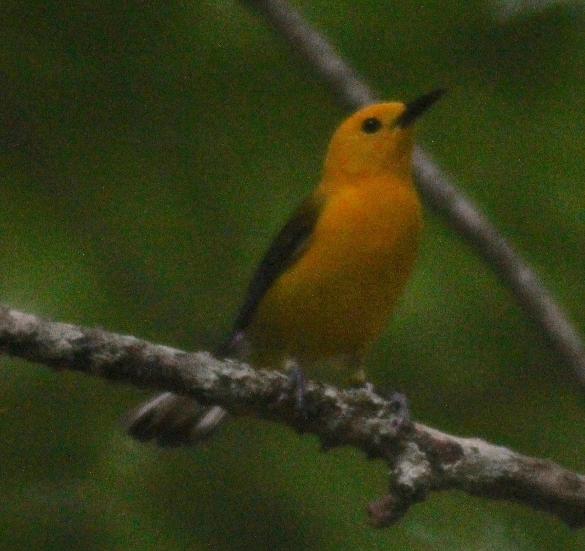 Prothonotary Warbler - ML619456511