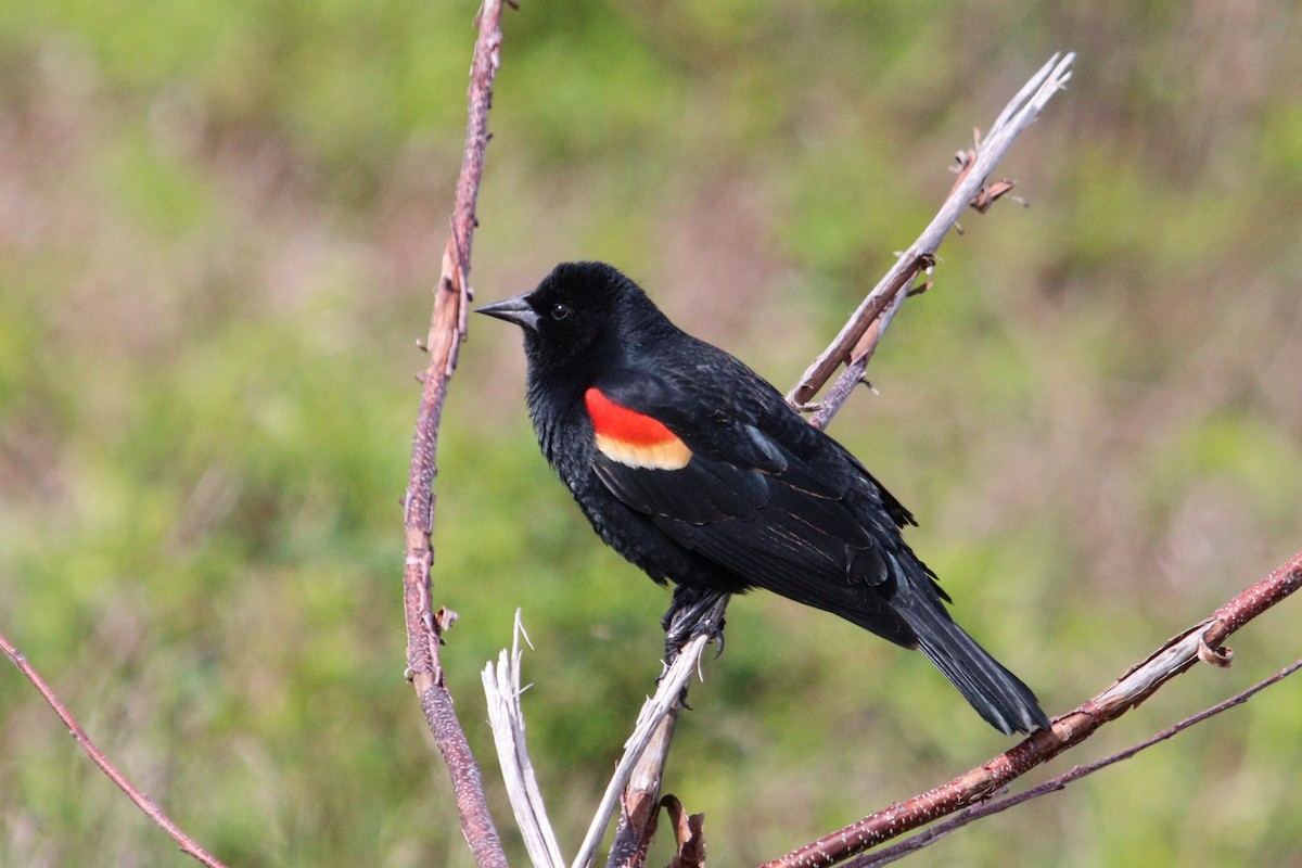 Red-winged Blackbird (Red-winged) - ML619456524