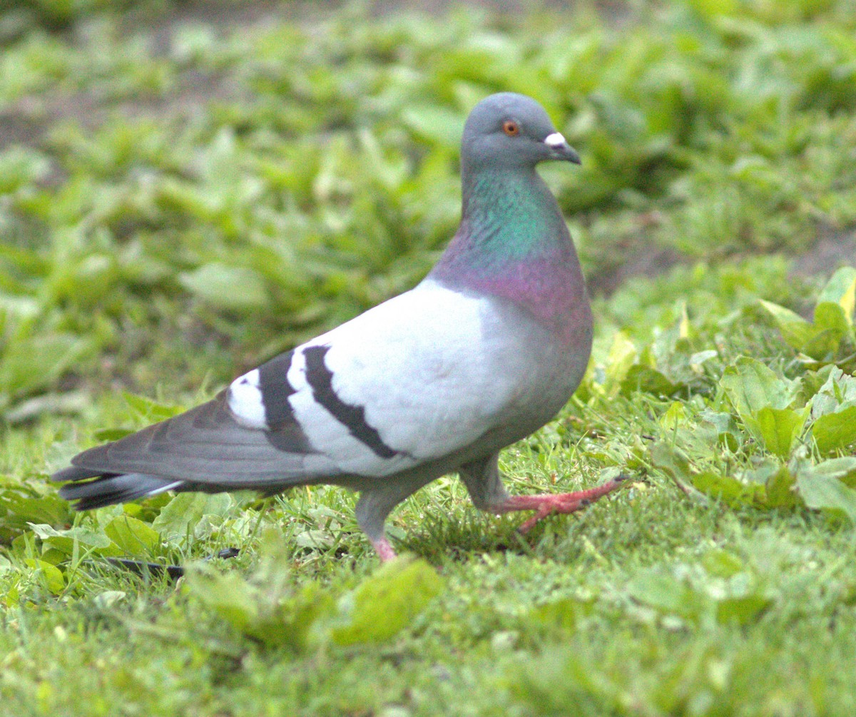Rock Pigeon (Feral Pigeon) - ML619456567