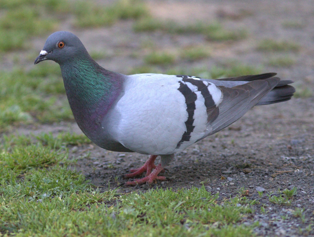 Pigeon biset (forme domestique) - ML619456568