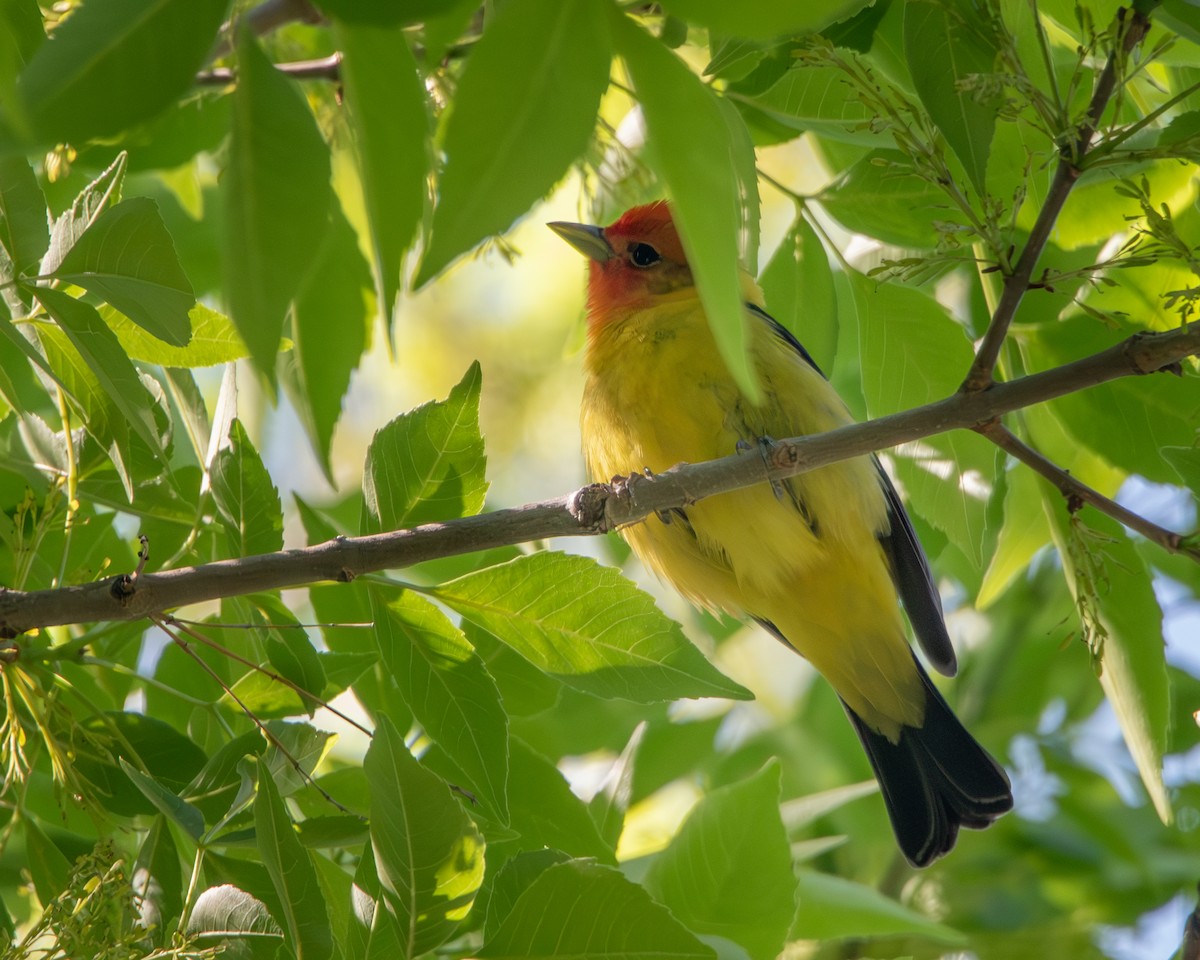 Western Tanager - ML619456617