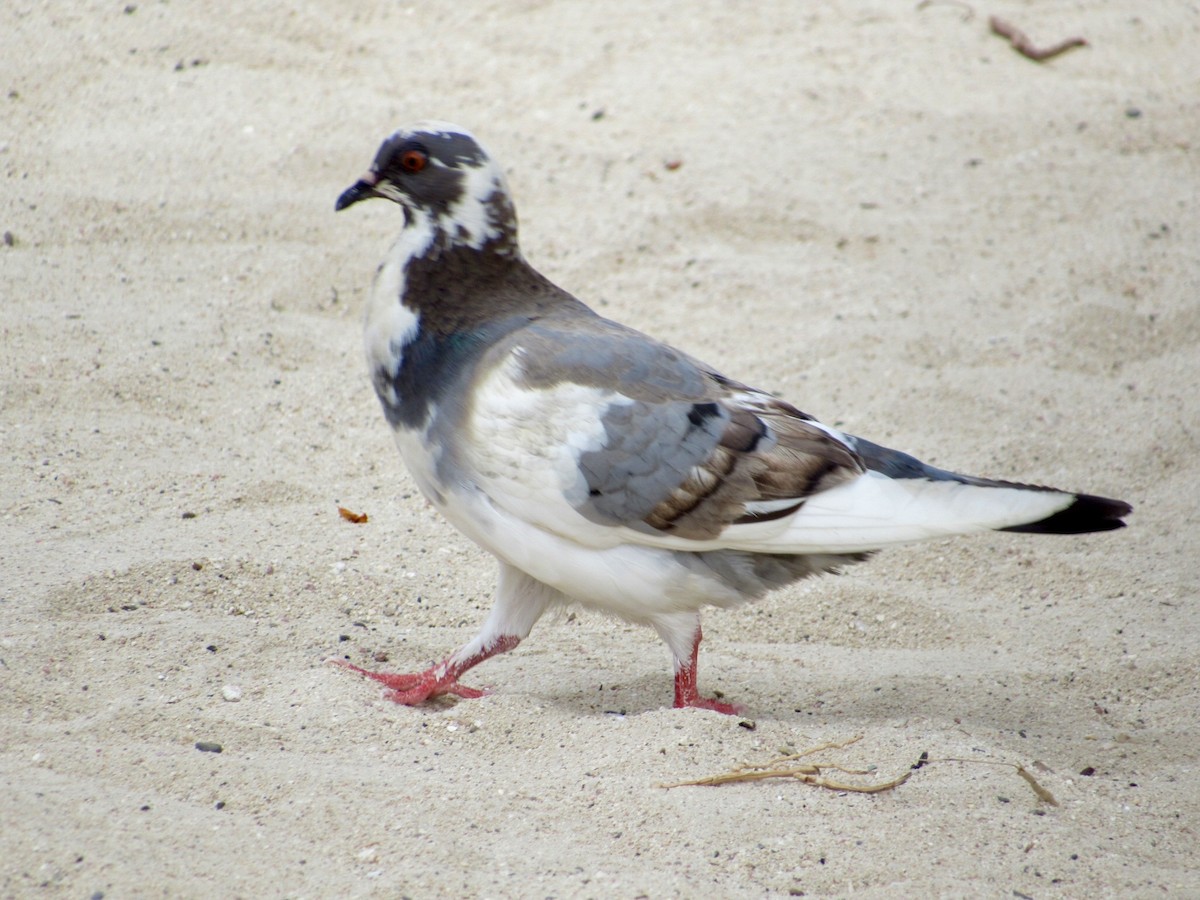 Rock Pigeon (Feral Pigeon) - ML619456667