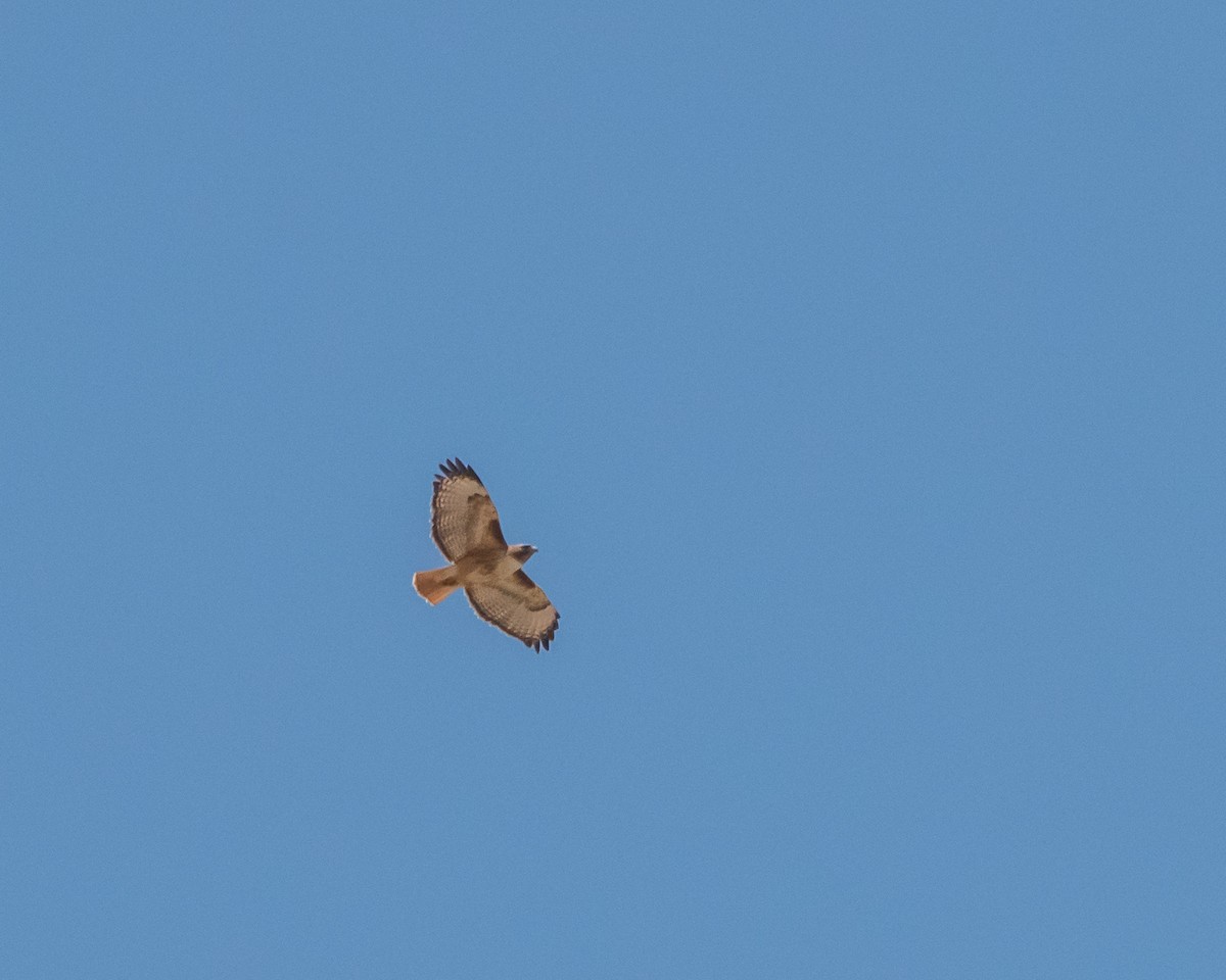 Red-tailed Hawk - ML619456683