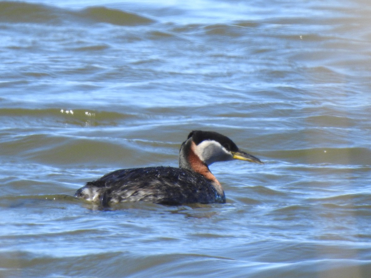 Red-necked Grebe - ML619456708