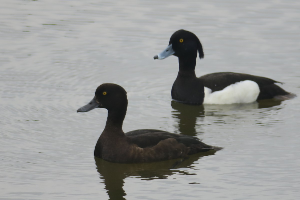 Tufted Duck - ML619456709