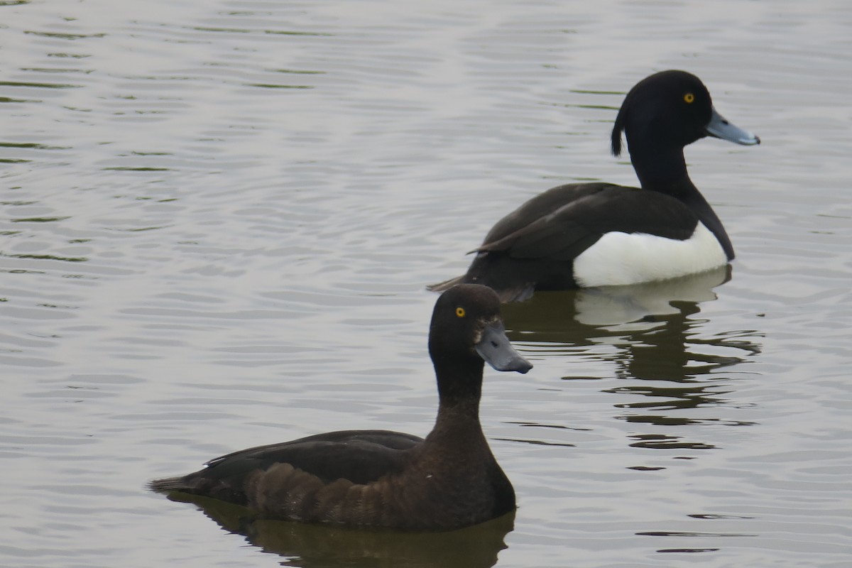 Tufted Duck - ML619456710