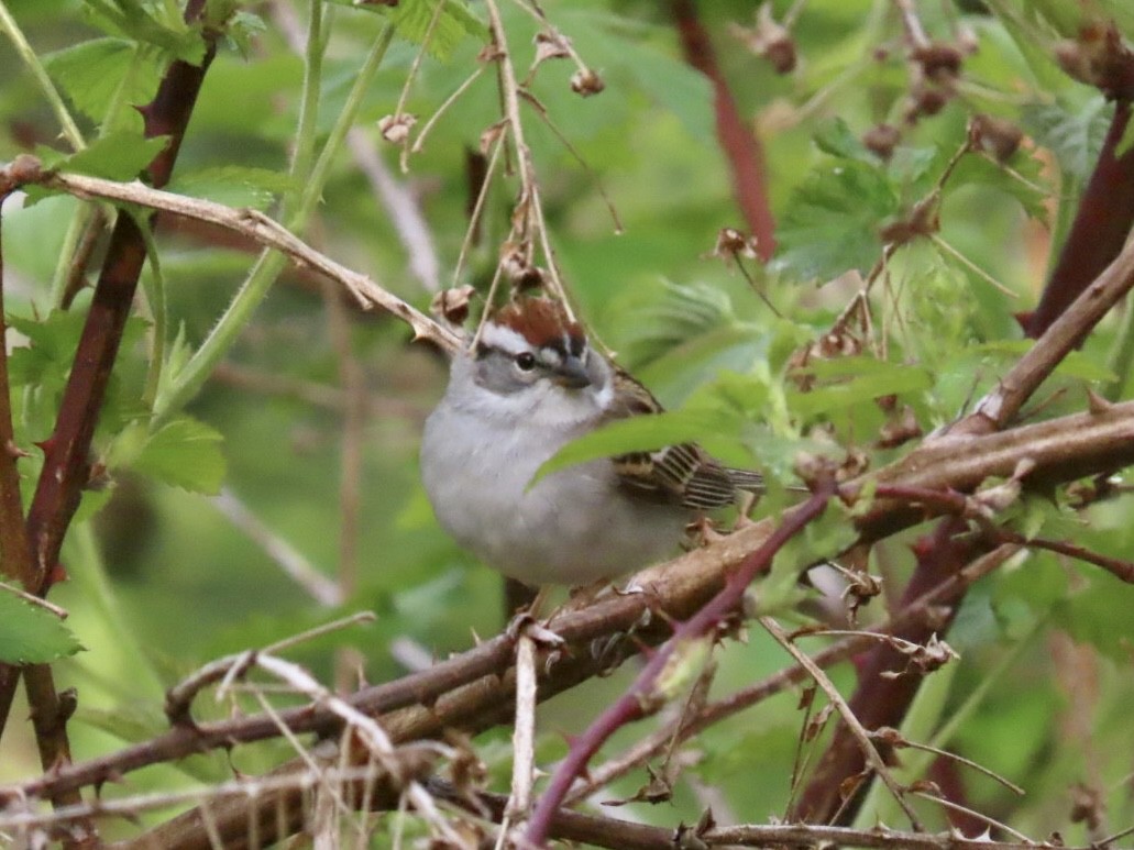Chipping Sparrow - ML619456717