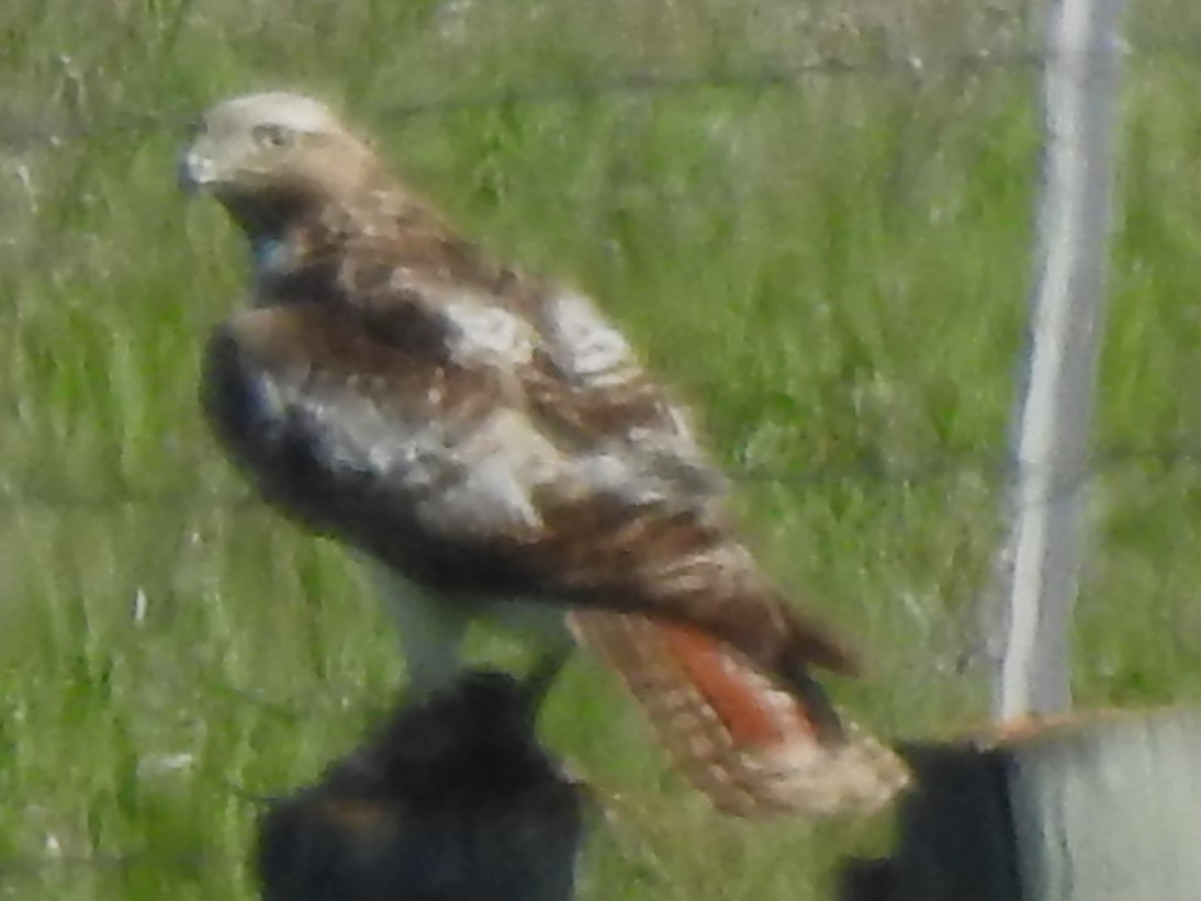 Red-tailed Hawk - ML619456763