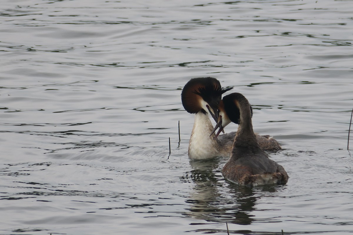 Great Crested Grebe - ML619456768
