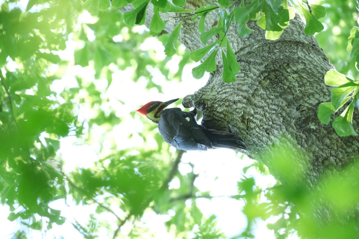 Pileated Woodpecker - ML619456784