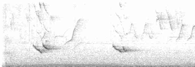 trupiál baltimorský - ML619456915