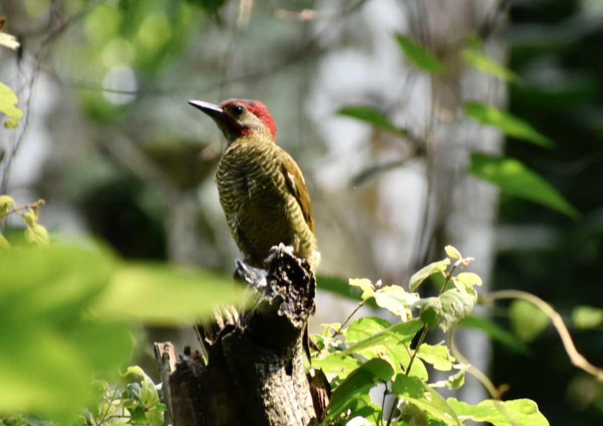 Golden-olive Woodpecker - ML619456925