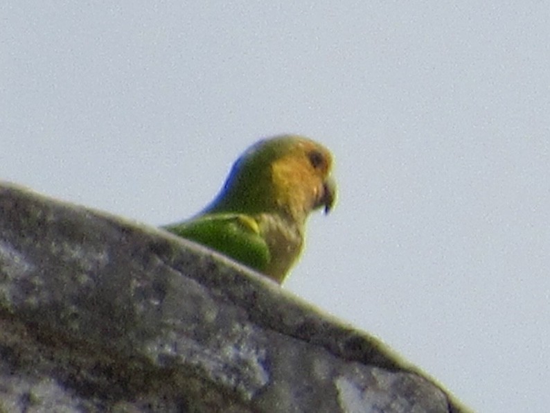 Brown-throated Parakeet - ML619456926