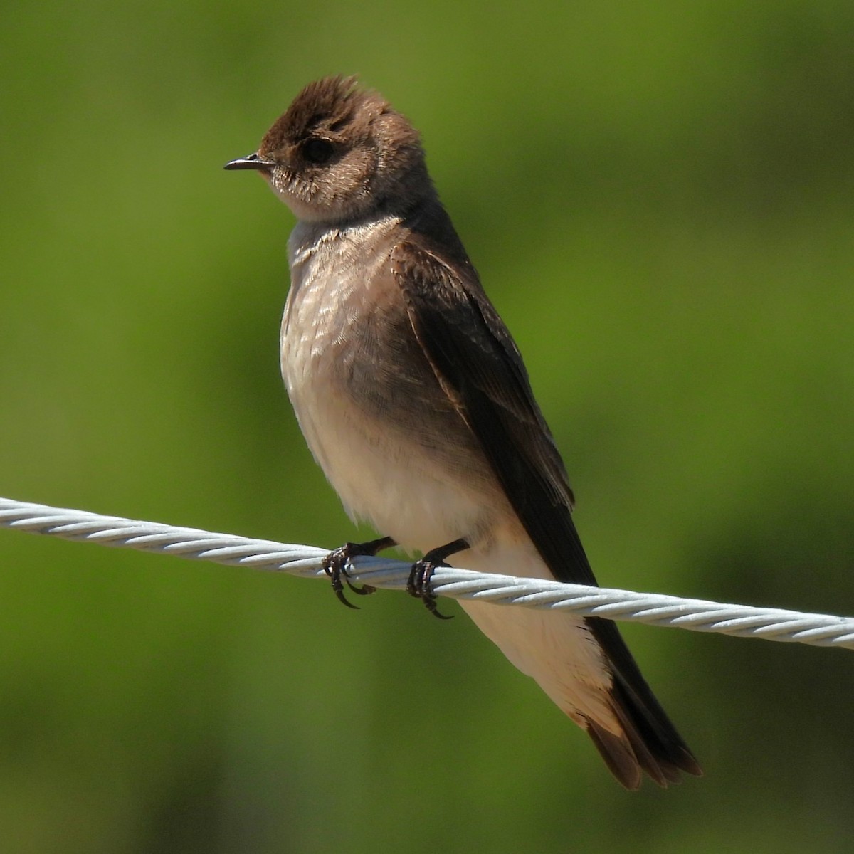 Northern Rough-winged Swallow - ML619456935