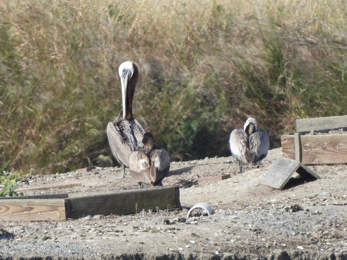 pelikán hnědý - ML619456998
